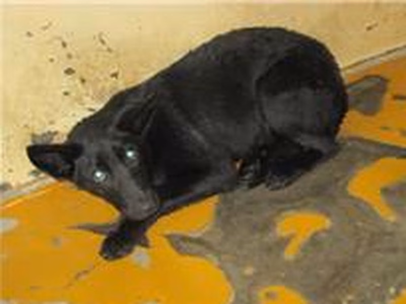 Black female mixed-breed dog, Medium, shelter no. …7003