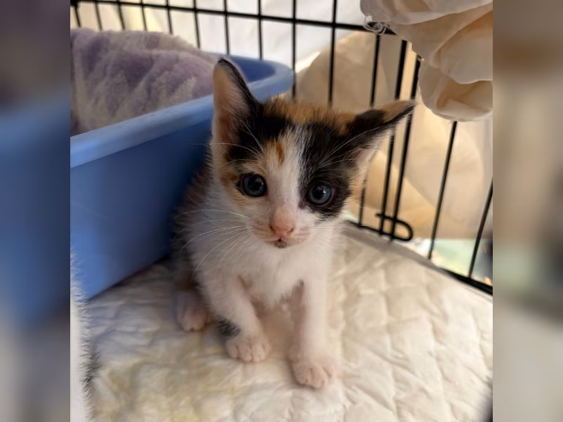 Pusang halo ang lahi (Babae, Bata, tatlong kulay), Maliit, blg. ng shelter …8002