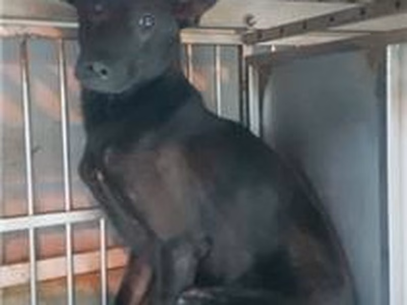 Black adult male mixed-breed dog, Medium, shelter no. …2002