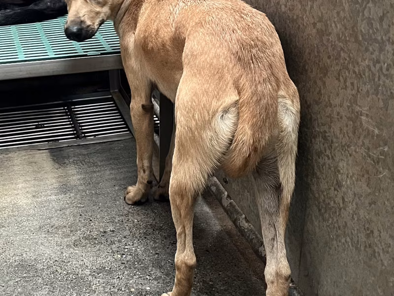 Tan adult female mixed-breed dog, Medium, shelter no. …9001