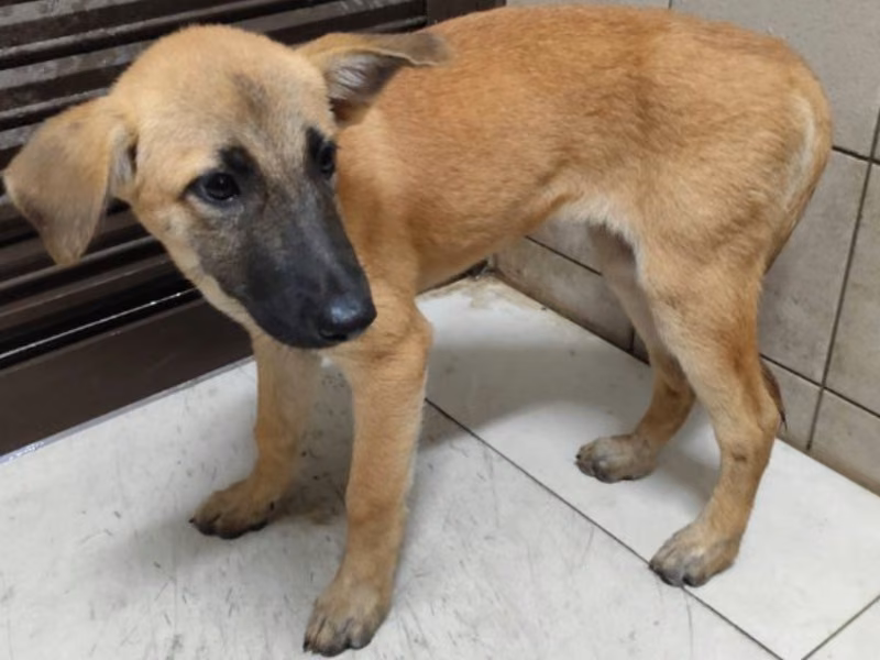 Tan adult female mixed-breed dog, Large, shelter no. …1415