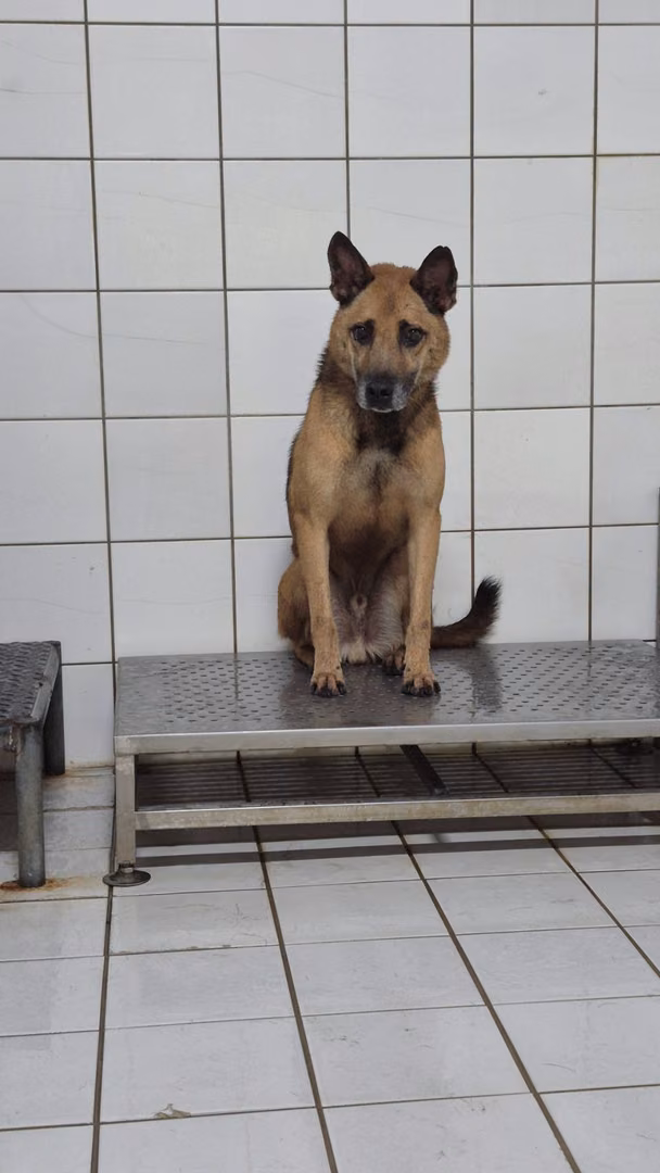 Black-and-tan adult male mixed-breed dog, Medium, shelter no. …6002