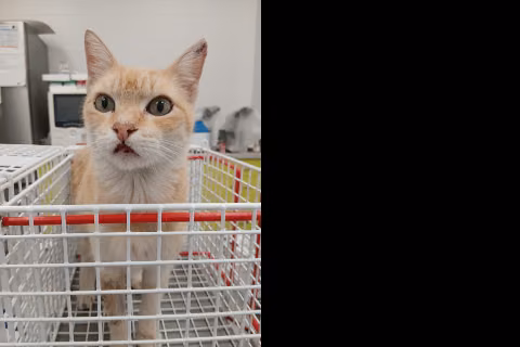 Peper, Adult · Male · European Shorthair