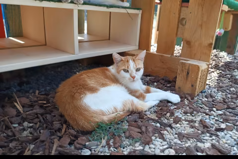 Tiburcio, Adult · Male · European Shorthair