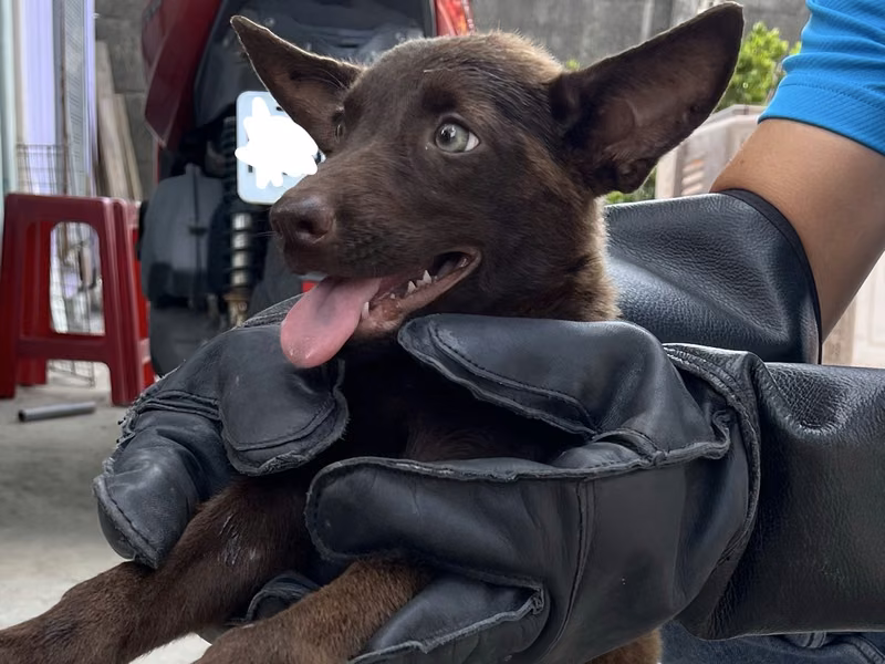Brown young female mixed-breed dog, Small, shelter no. …9008