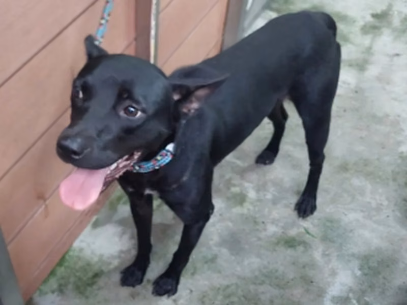 Black adult male mixed-breed dog, Medium, shelter no. …6001