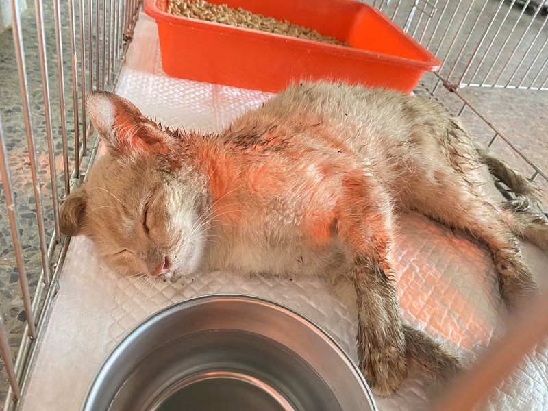 Orange-and-white adult mixed-breed cat, Medium, shelter no. …9001