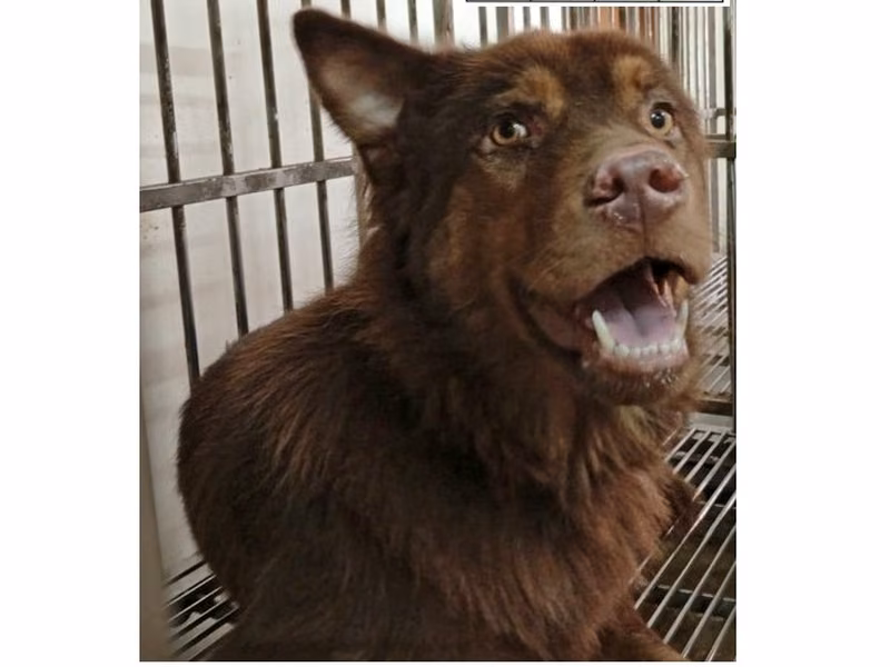 Brown adult male mixed-breed dog, Large, shelter no. …069D