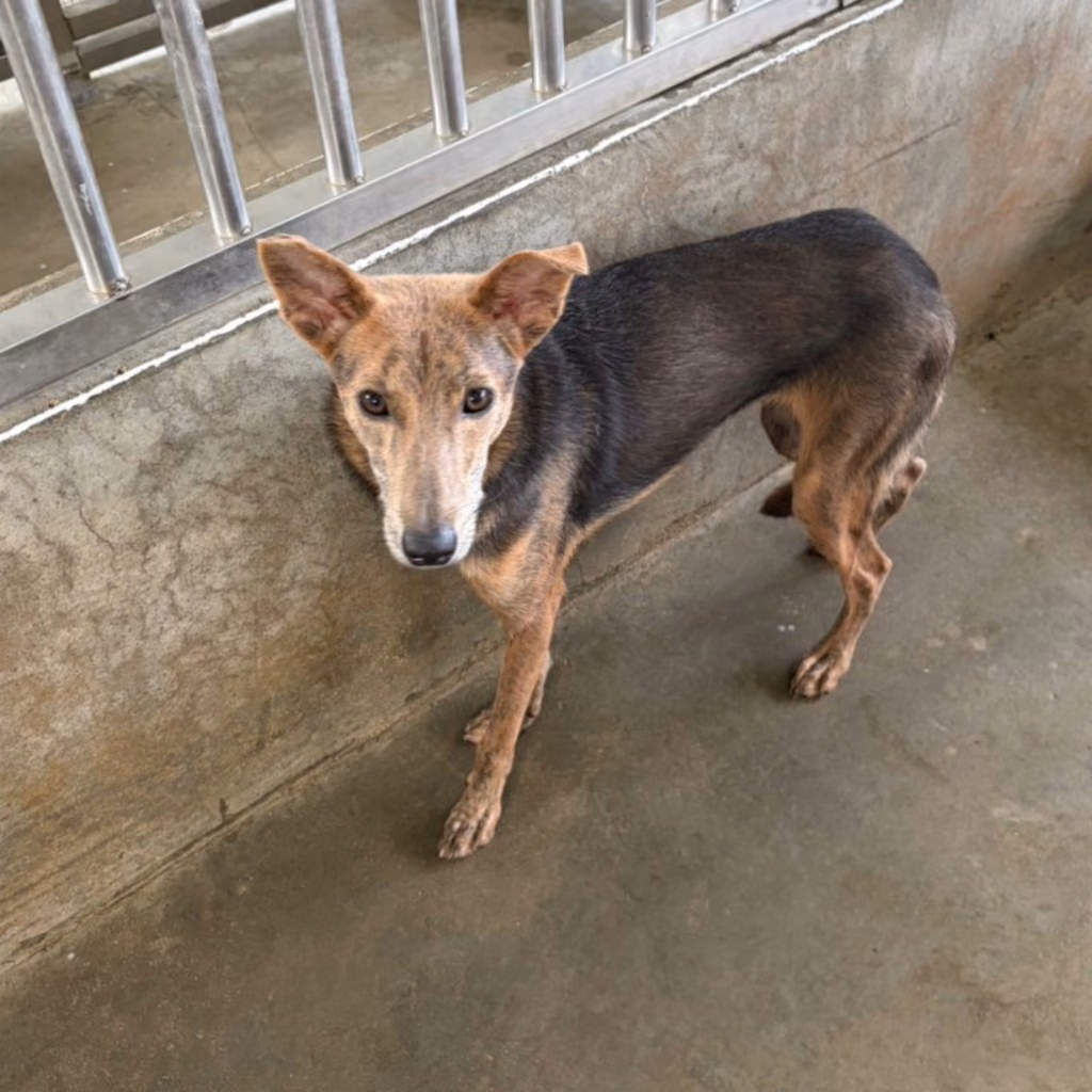 Black-and-tan young female mixed-breed dog, Small, shelter no. …7020