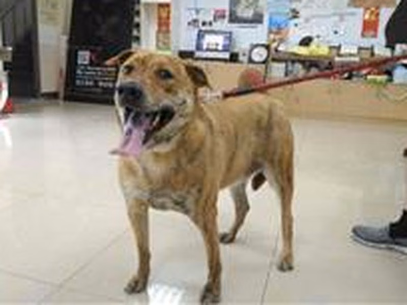 Tabby adult male mixed-breed dog, Large, shelter no. …2803