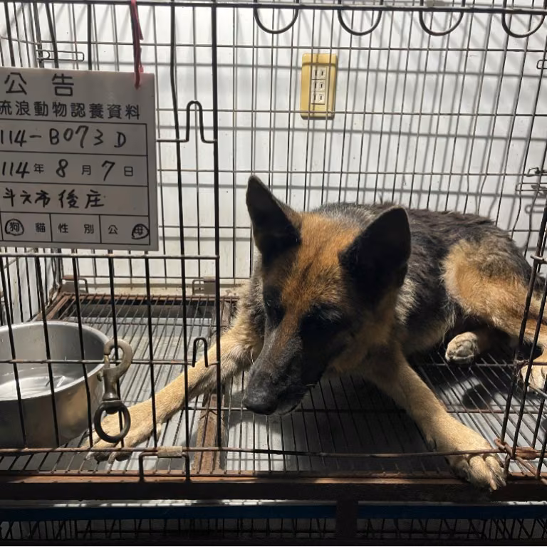 Black-and-brown young female mixed-breed dog, Large, shelter no. …073D