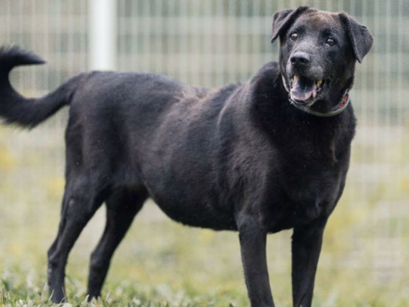 Black female mixed-breed dog, Large, shelter no. …4003