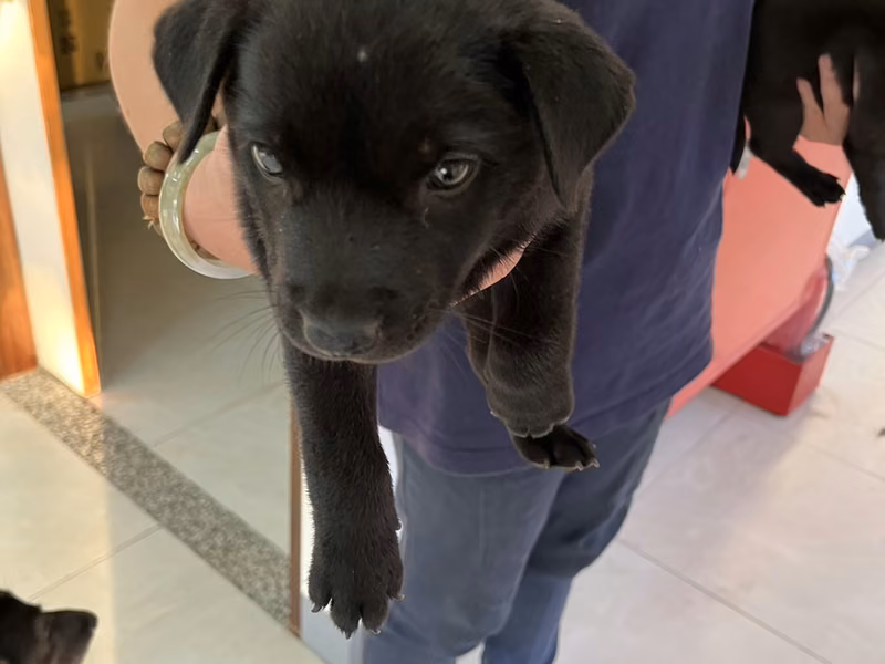 Perra mestiza hembra joven (negro), Pequeño, refugio n.º …0D05