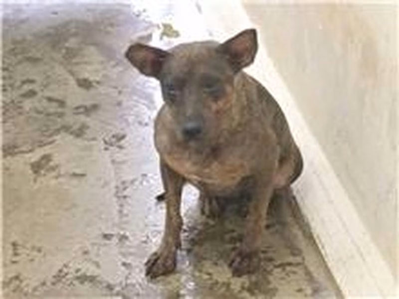 Tabby adult female mixed-breed dog, Medium, shelter no. …1104