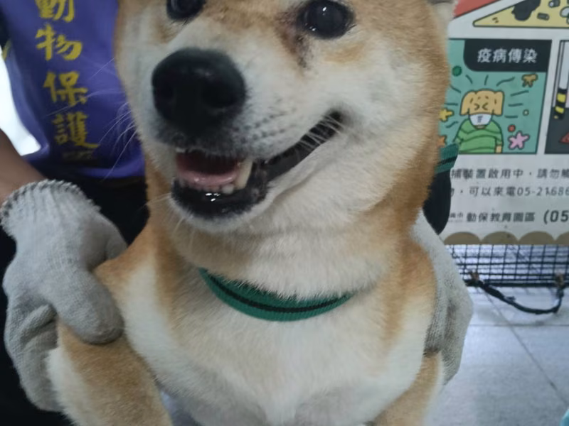 Tan-and-white adult male Shiba Inu, Medium, shelter no. …1001