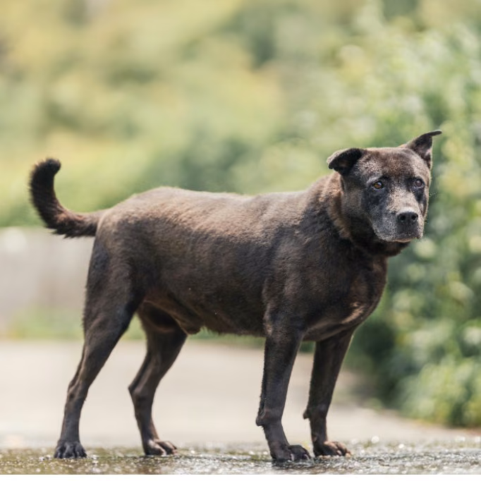 Black adult male mixed-breed dog, Medium, shelter no. …2001