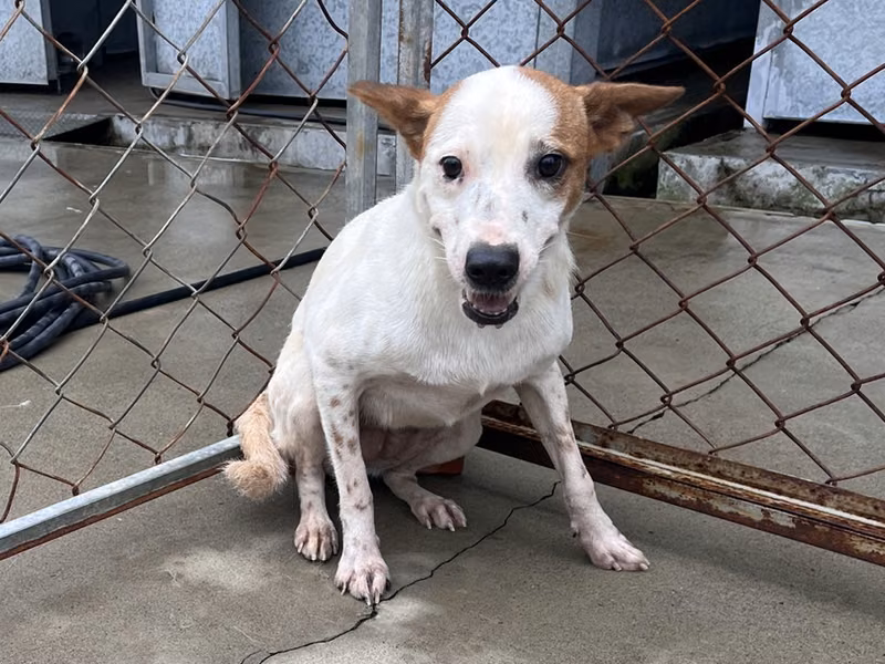 Tan-and-white adult female mixed-breed dog, Medium, shelter no. …7010