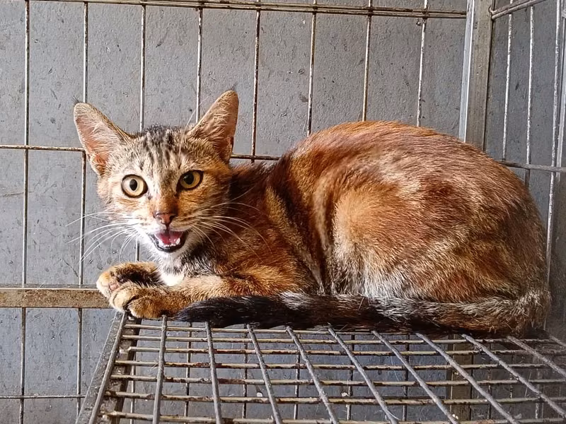Orange tabby adult female mixed-breed cat, Medium, shelter no. …2001
