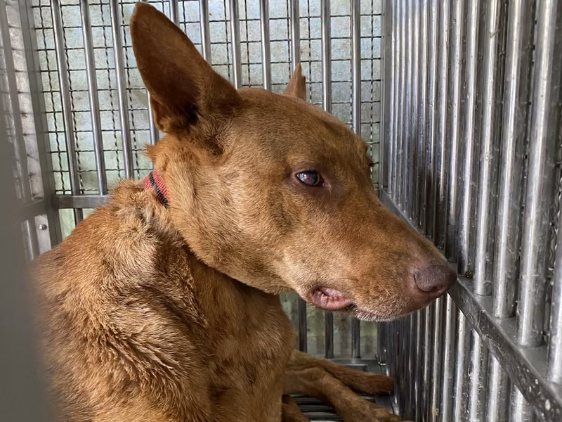 Tan adult male mixed-breed dog, Medium, shelter no. …3-06