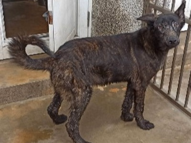 Black adult male mixed-breed dog, Medium, shelter no. …2D01