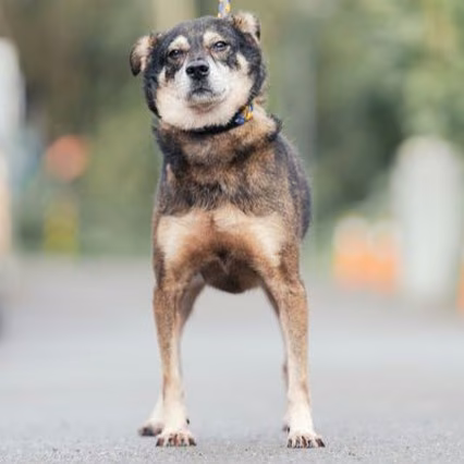 Black-and-tan adult male mixed-breed dog, Medium, shelter no. …4001