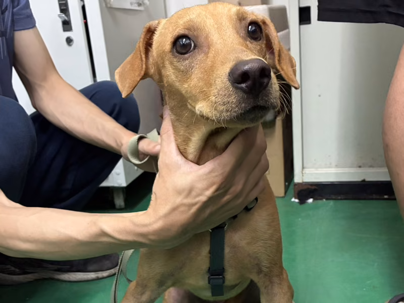 Tan young male mixed-breed dog, Medium, shelter no. …5003