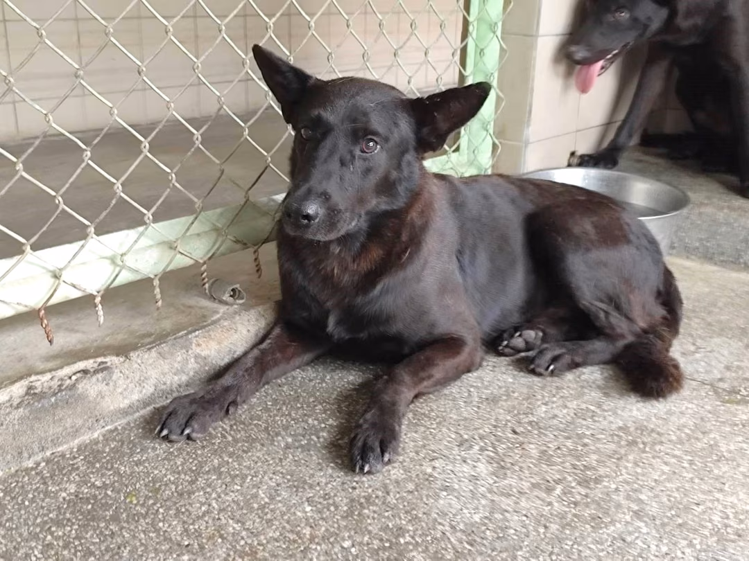 Black adult male mixed-breed dog, Large, shelter no. …2008