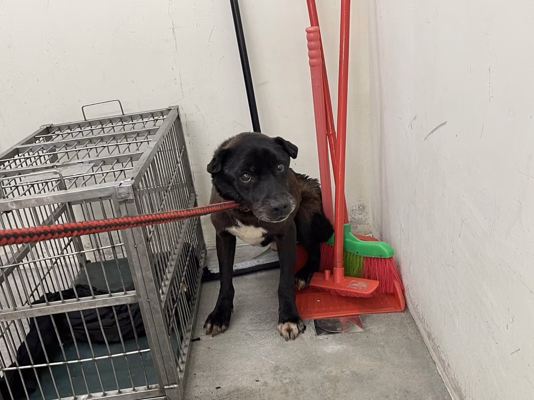 Black adult male mixed-breed dog, Medium, shelter no. …2804