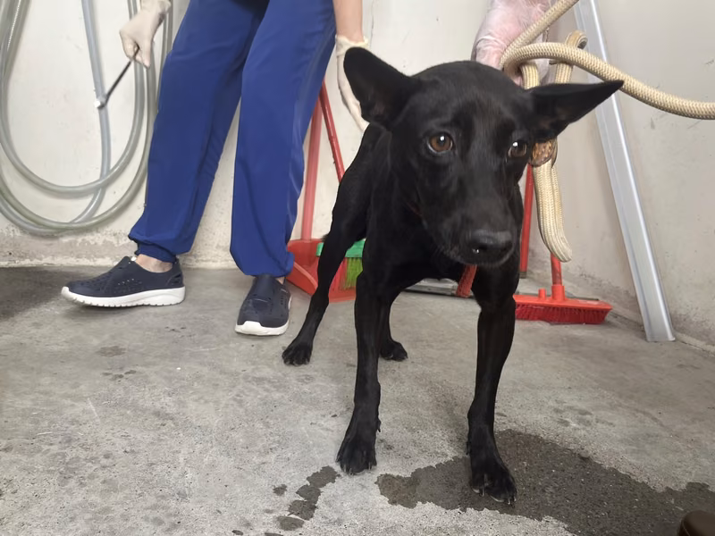 Black adult female mixed-breed dog, Medium, shelter no. …1405