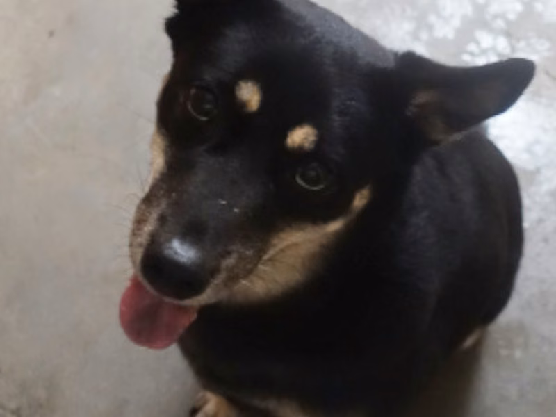 Black-and-brown adult female mixed-breed dog, Large, shelter no. …0329