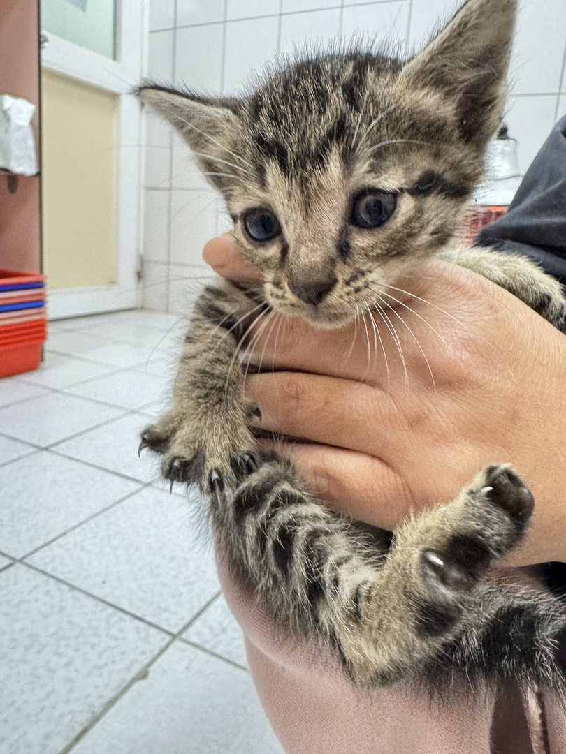 Black tabby young female mixed-breed cat, Small, shelter no. …1007