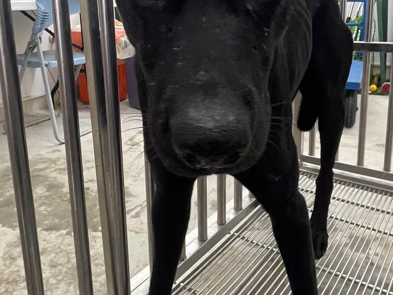 Black adult male mixed-breed dog, Medium, shelter no. …6001