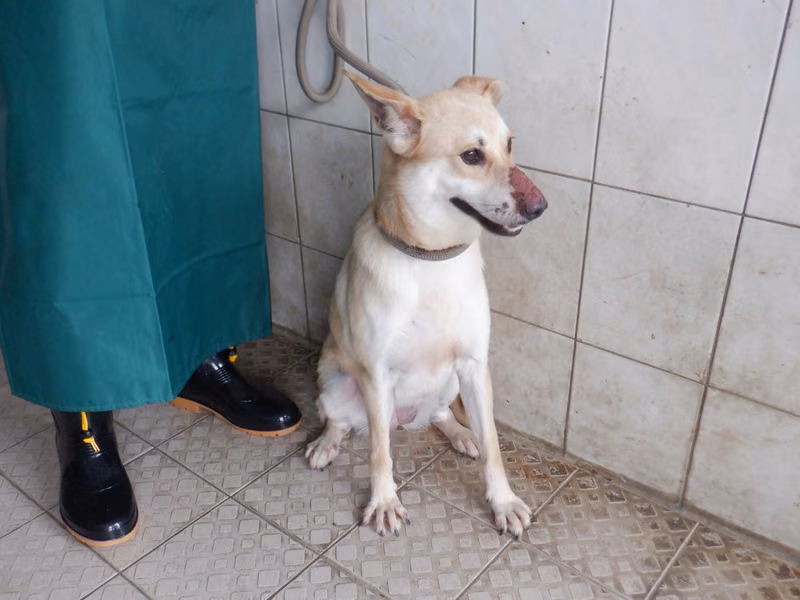 Cream adult female mixed-breed dog, Medium, shelter no. …0703