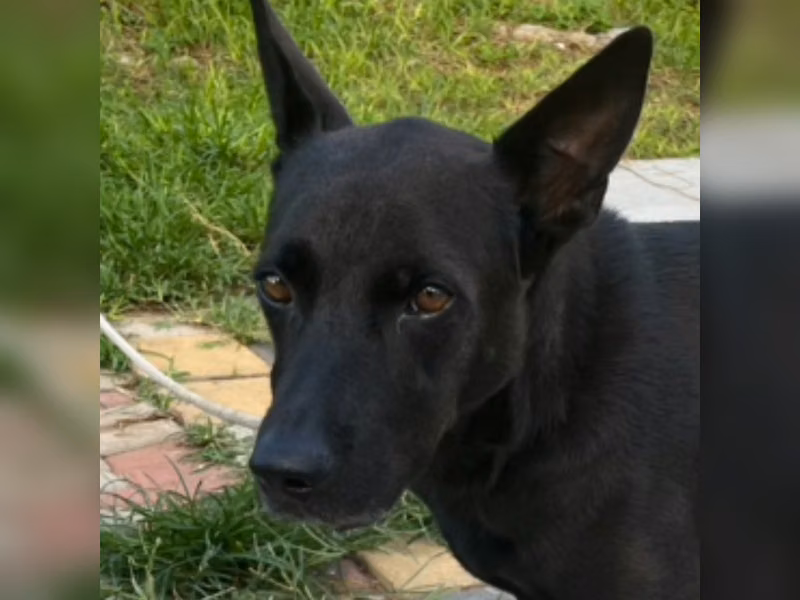 Black adult male mixed-breed dog, Large, shelter no. …5007