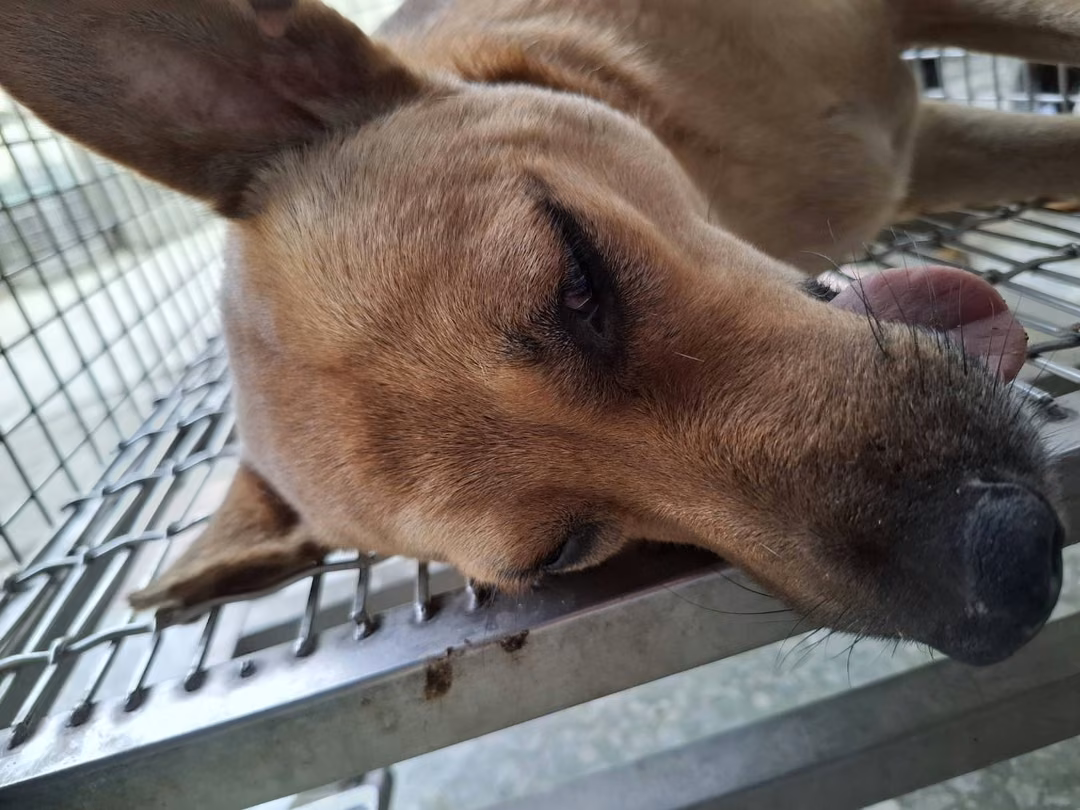 Tan adult female mixed-breed dog, Medium, shelter no. …6-01