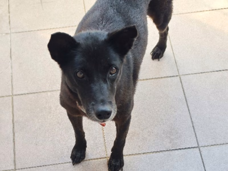 Black adult female mixed-breed dog, Medium, shelter no. …6-21