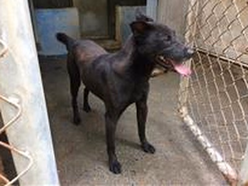 Black young male mixed-breed dog, Small, shelter no. …2307