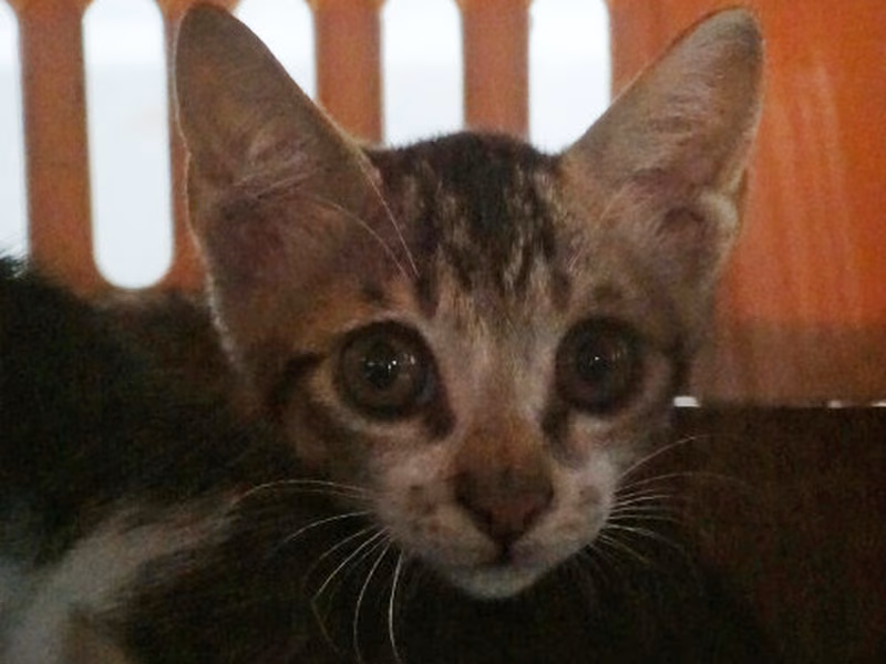 Tabby young mixed-breed cat, Small, shelter no. …1165