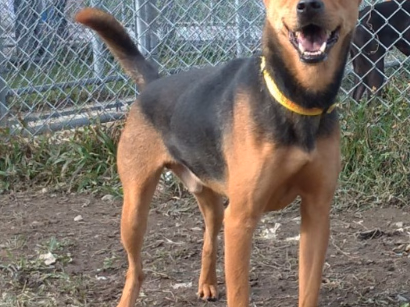 Black-and-brown adult male mixed-breed dog, Medium, shelter no. …1503