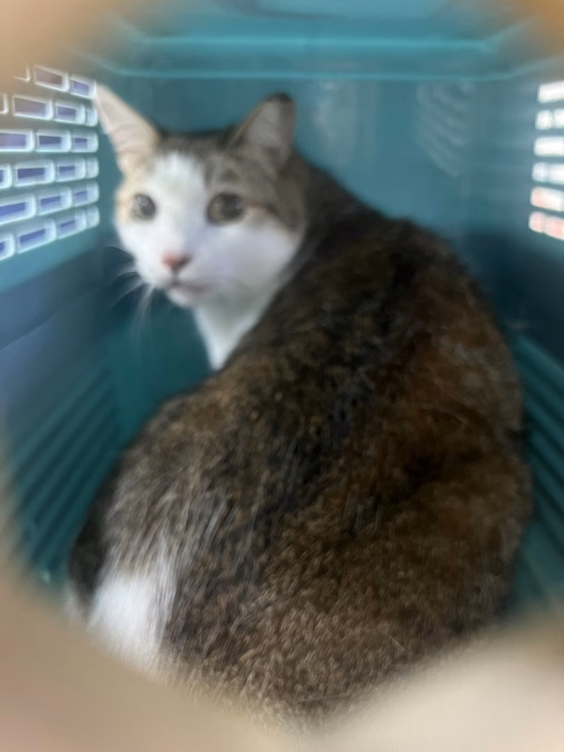 Tabby-and-white adult male mixed-breed cat, Large, shelter no. …3022