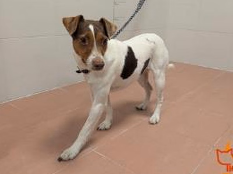Jack Russell terrier hembra (marrón y blanco), refugio n.º …4462