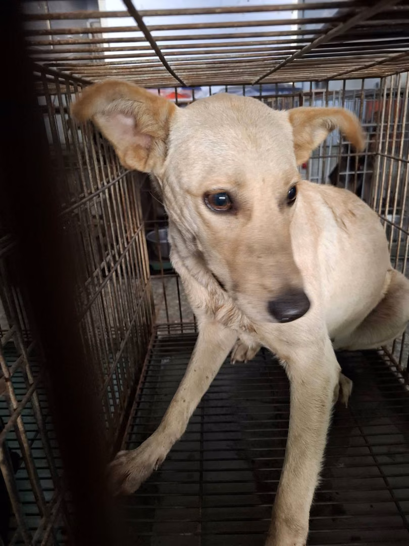 White adult female mixed-breed dog, Medium, shelter no. …9-05