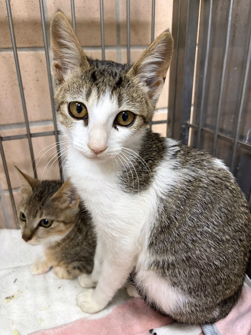 Young female mixed-breed cat, Small, shelter no. …3003