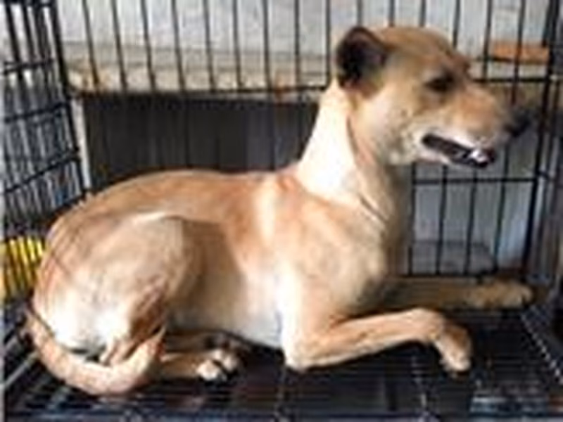 Tan female mixed-breed dog, Large, shelter no. …007D