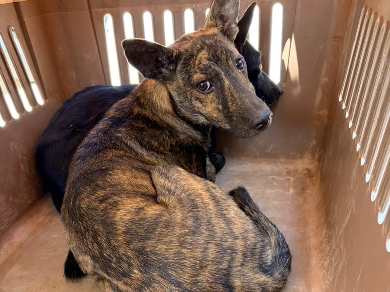 Tabby young male mixed-breed dog, Small, shelter no. …2001