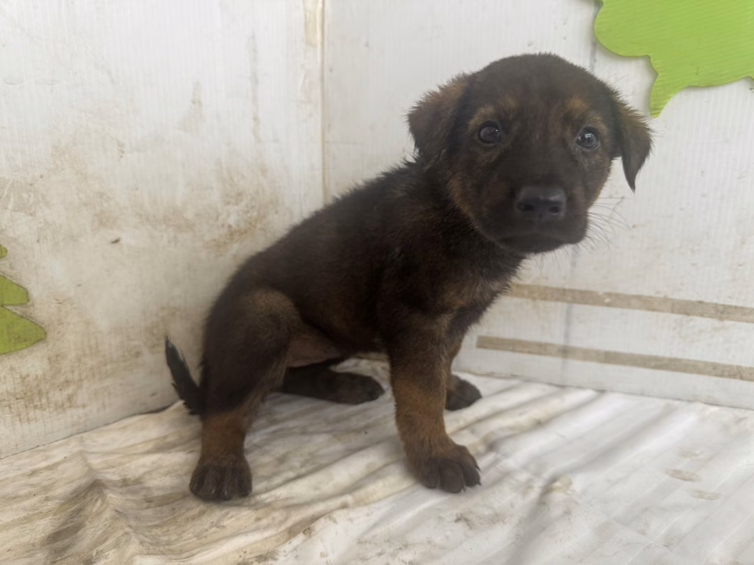 Black young female mixed-breed dog, Small, shelter no. …1604