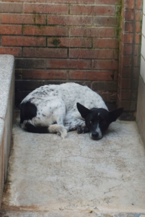Black-and-white adult female mixed-breed dog, Large, shelter no. …2336