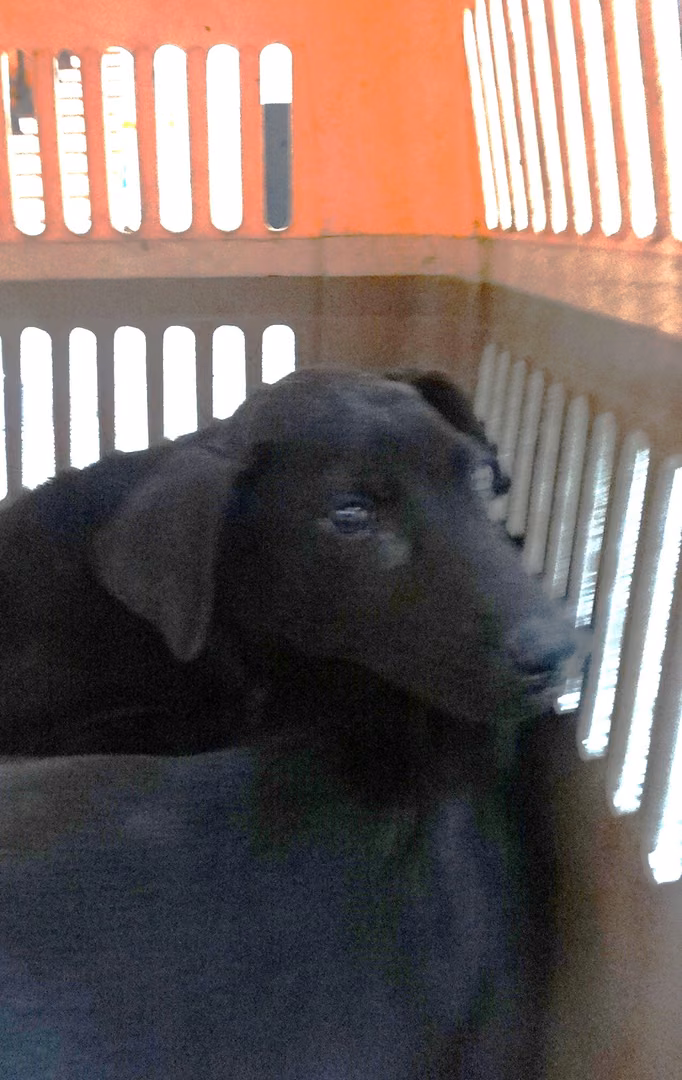 Black young male mixed-breed dog, Medium, shelter no. …1208