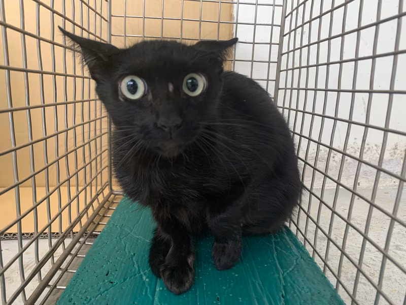 Black adult female mixed-breed cat, Small, shelter no. …0612