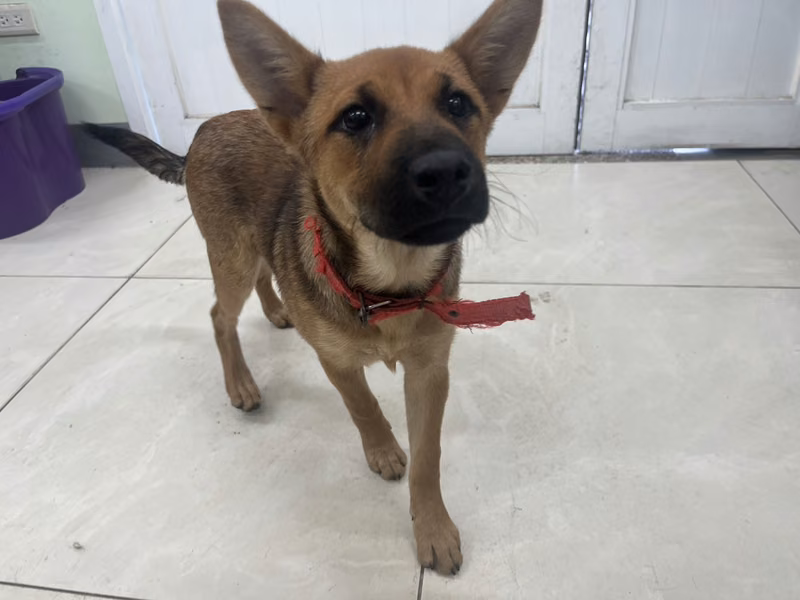 青年母混种犬，小型, 收容编号 …6D01